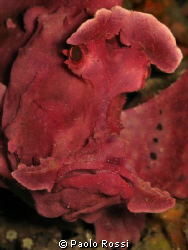 Rhinopias eschmeyeri - Eschmeyer's scorpion fish by Paolo Rossi 